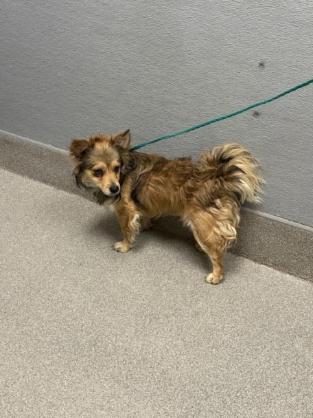 Shelter Stray Male Dog last seen E SUNSET RD & S EASTERN AVE, Las Vegas, NV 89101