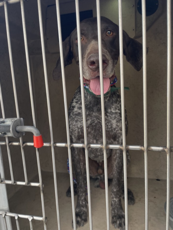 Shelter Stray Male Dog last seen Near BLOCK SCENIC WAY, LAS VEGAS NV 89108, Las Vegas, NV 89101