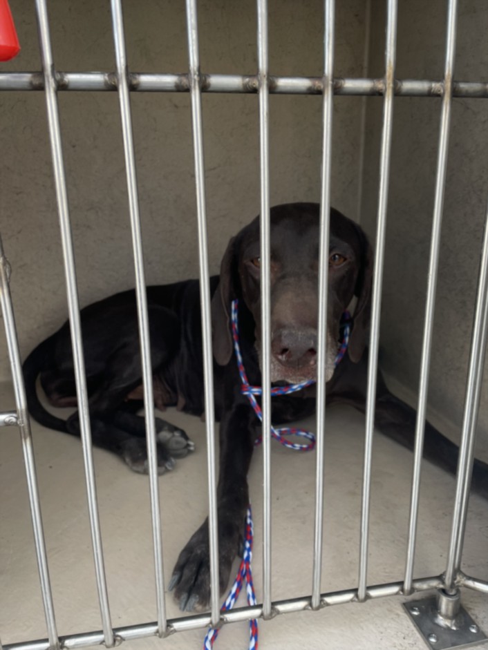 Shelter Stray Female Dog last seen Near BLOCK SCENIC WAY, LAS VEGAS NV 89108, Las Vegas, NV 89101