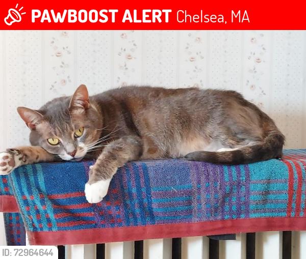 Lost Female Cat last seen Sturgis St and Lafayette, Chelsea, MA 02150