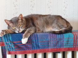 Lost Female Cat last seen Sturgis St and Lafayette, Chelsea, MA 02150