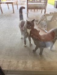 Reunited Female Cat last seen High Bluff Trail & Weathervane , Rockwall County, TX 75189