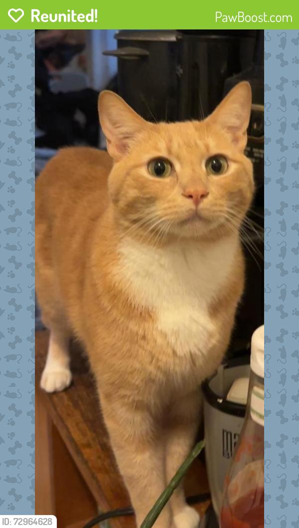 Reunited Male Cat last seen Near 25th St, Oakland, CA 94612, USA, Oakland, CA 94612