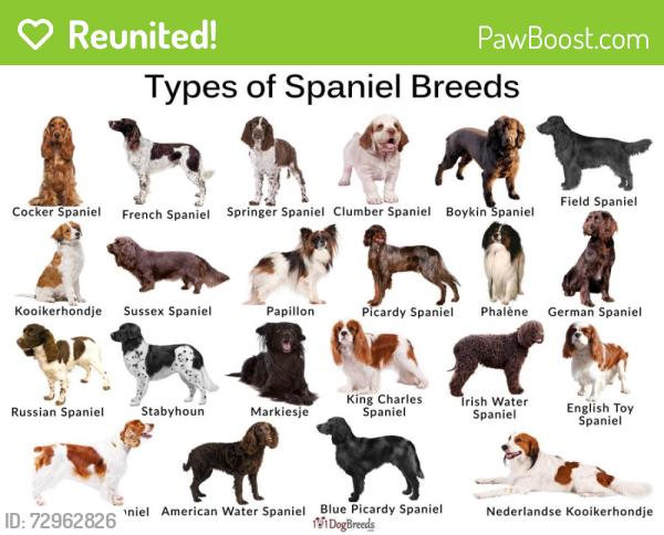 Reunited Unknown Dog last seen Dalton Ranch Ln, Texas 77479, USA, Fort Bend County, TX 77479