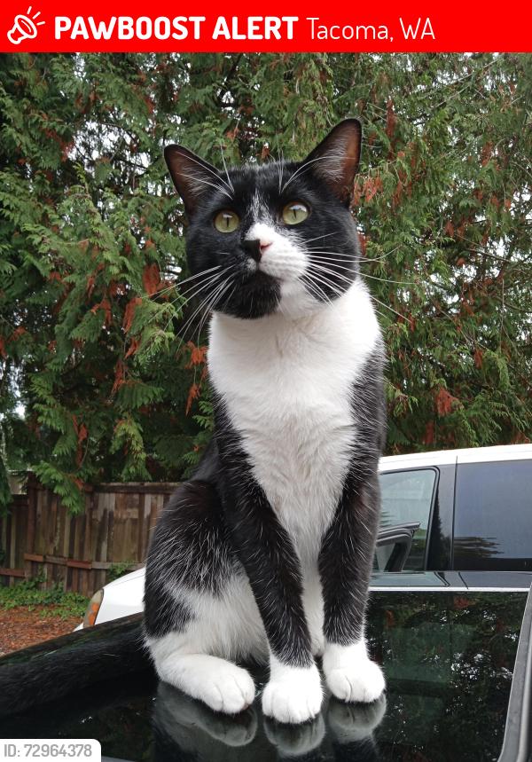 Lost Male Cat last seen 104th Patterson St S , Tacoma, WA 98444