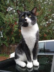 Lost Male Cat last seen 104th Patterson St S , Tacoma, WA 98444