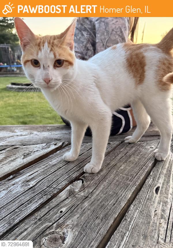 Found/Stray Male Cat last seen Pineview dr & Tamarack , Homer Glen, IL 60491