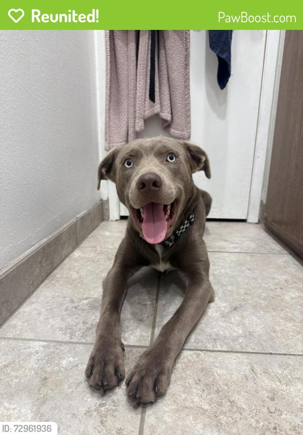 Reunited Male Dog last seen Near N San Pablo Ave, Fresno, CA 93711, USA, Fresno, CA 93711