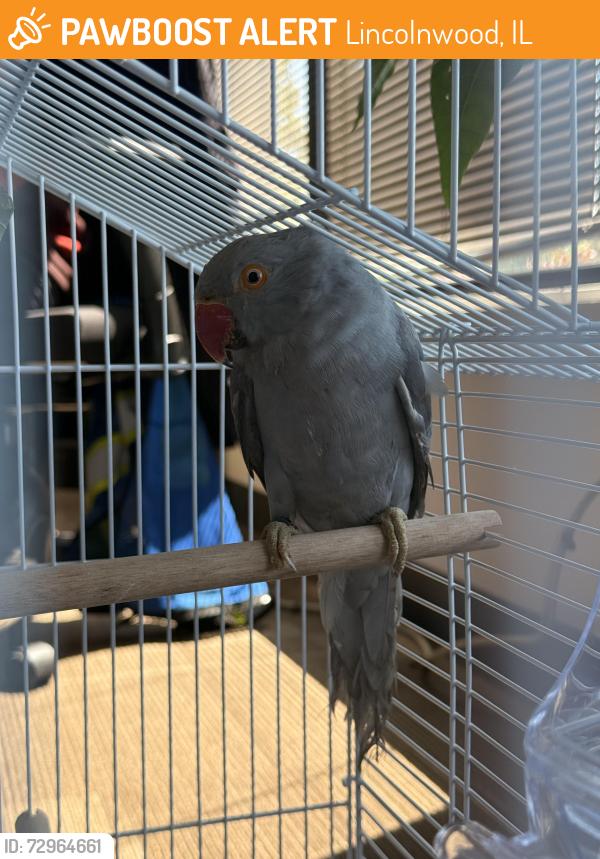 Found/Stray Unknown Bird last seen Asna Yoga Studio, Lincolnwood, IL 60712