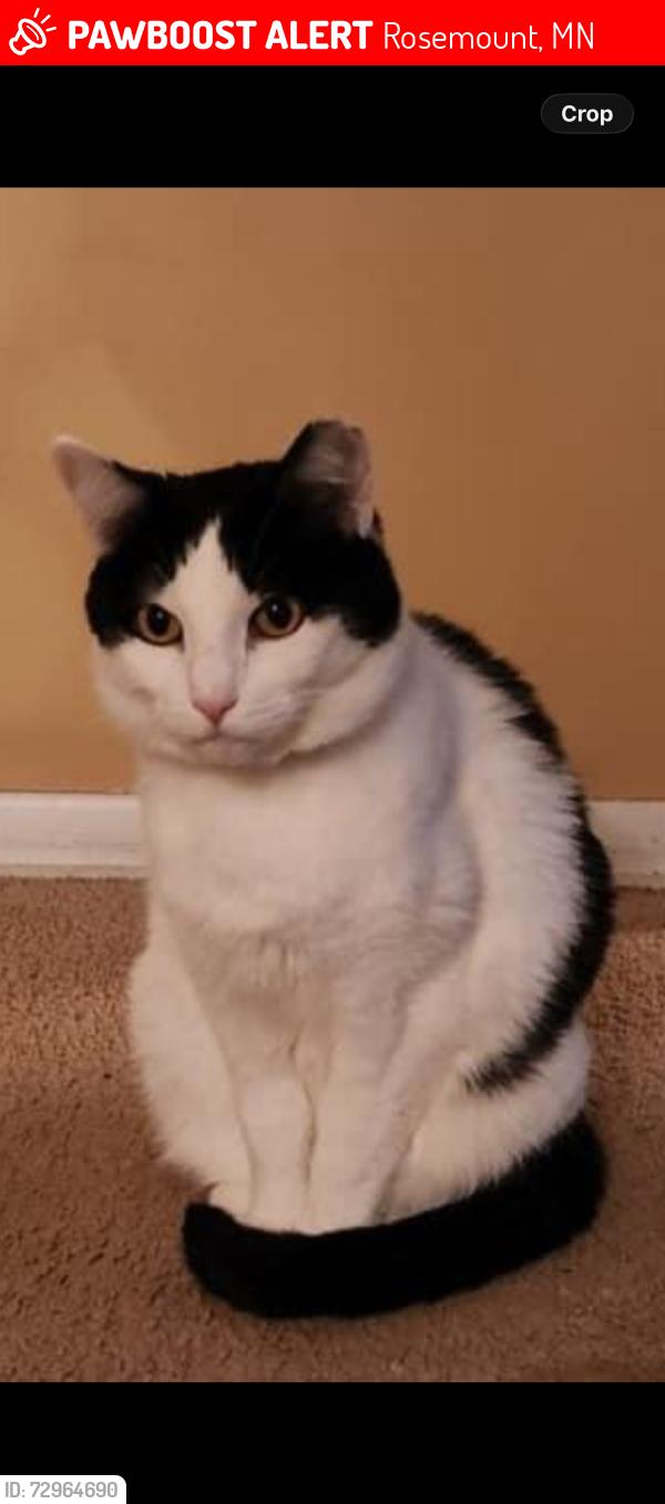 Lost Female Cat last seen S Robert’s Trail, Rosemount, MN 55068