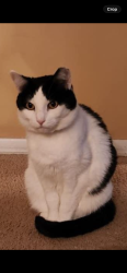 Lost Female Cat last seen S Robert’s Trail, Rosemount, MN 55068