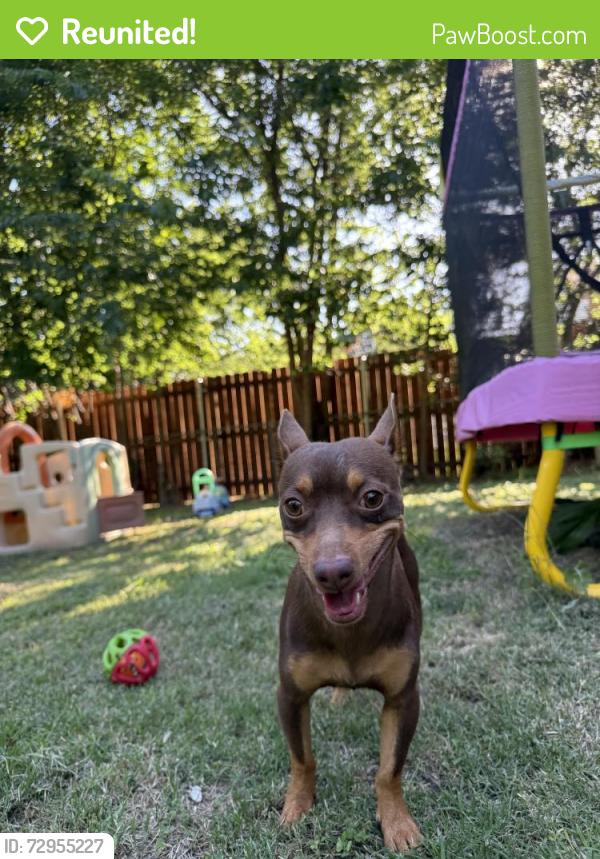 Reunited Male Dog last seen Llano and Williams, Fort Worth, TX 76116