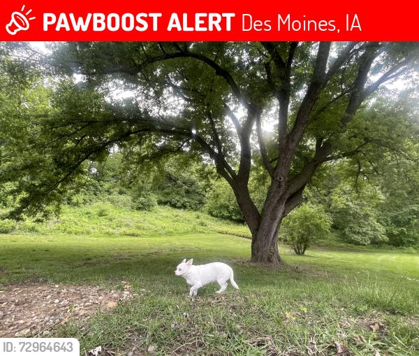 Lost Female Dog last seen Heliotrope Drive and Edgemont, South side, Dsm, Des Moines, IA 50315