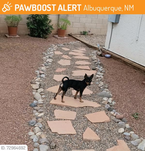 Found/Stray Male Dog last seen Louisiana and Constitution , Albuquerque, NM 87108