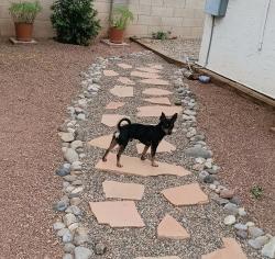 Found/Stray Male Dog last seen Louisiana and Constitution , Albuquerque, NM 87108