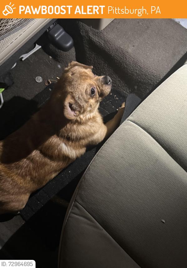 Found/Stray Male Dog last seen Old channel 11, rising main, Pittsburgh, PA 15212