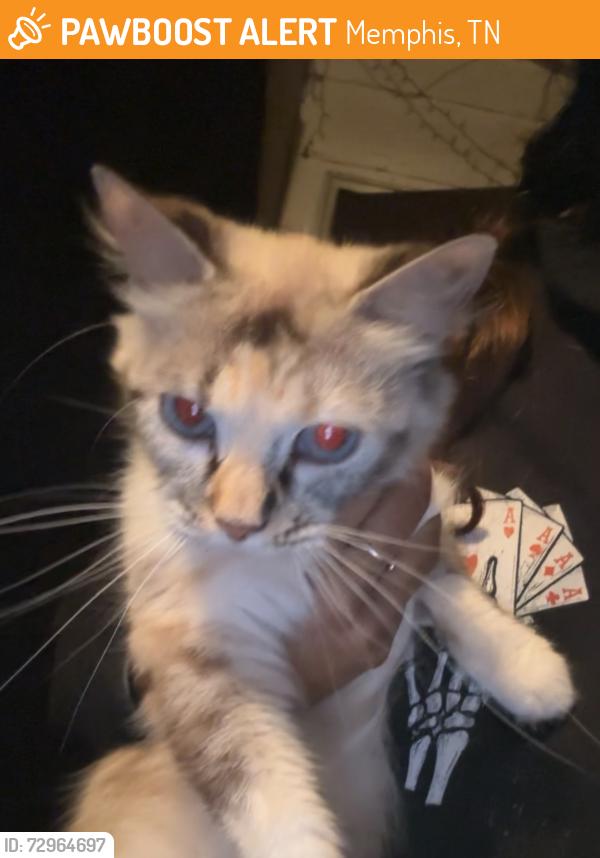 Found/Stray Unknown Cat last seen Mason Ave, Memphis, TN 38122