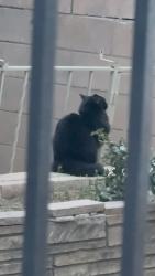 Found/Stray Unknown Cat last seen It was near my hse, 앨버커키, NM 87110
