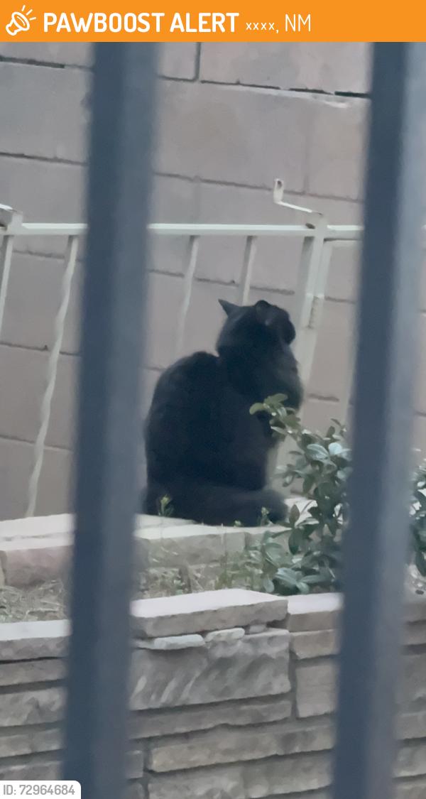 Found/Stray Unknown Cat last seen It was near my hse, 앨버커키, NM 87110