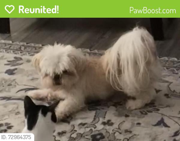 Reunited Male Dog last seen Wrightsville ave and forest ave, Wilmington, NC 28403