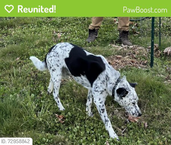 Reunited Female Dog last seen Taylor cutoff rd , Clallam County, WA 98382