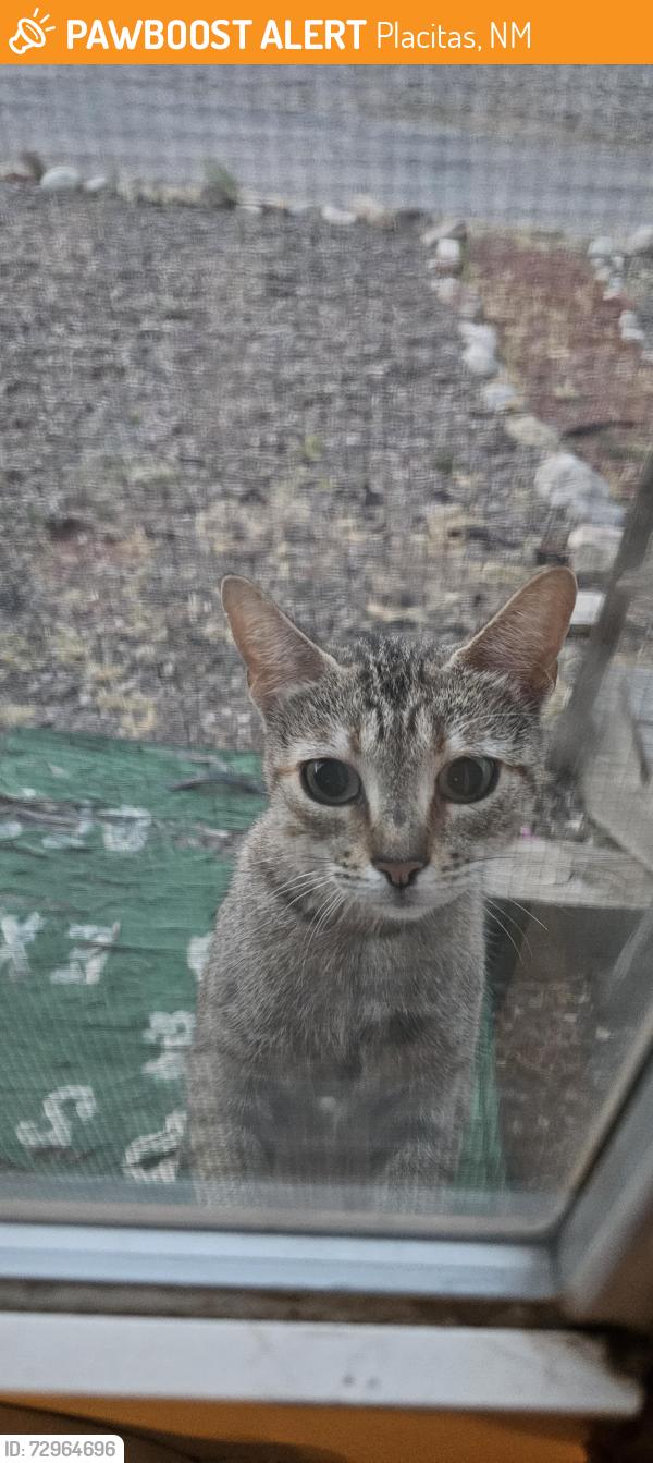 Found/Stray Unknown Cat last seen NM Hwy 165, Placitas, NM 87043