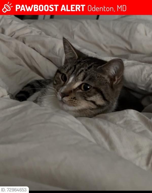 Lost Female Cat last seen Stappington rd/stehlik rd , Odenton, MD 21113