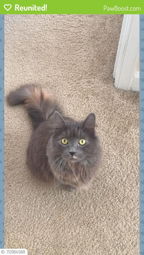 Reunited Female Cat last seen Near Little Field Dr, Fredericksburg, VA 22405, USA, Fredericksburg, VA 22405