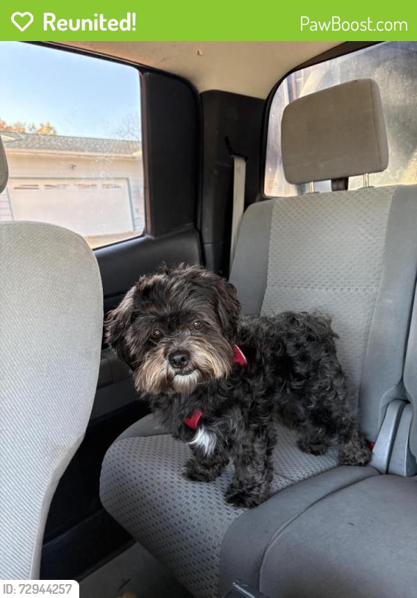 Reunited Male Dog last seen LIBERTY AVE, PATTON AVE , E MITC AVE, WISCONSIN ST, Waterloo, IA 50702