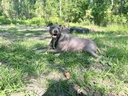 Lost Male Dog last seen Private road 8565 & country road 4560, Winnsboro, TX 75494
