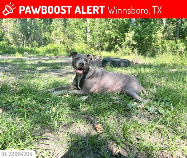 Lost Male Dog last seen Private road 8565 & country road 4560, Winnsboro, TX 75494
