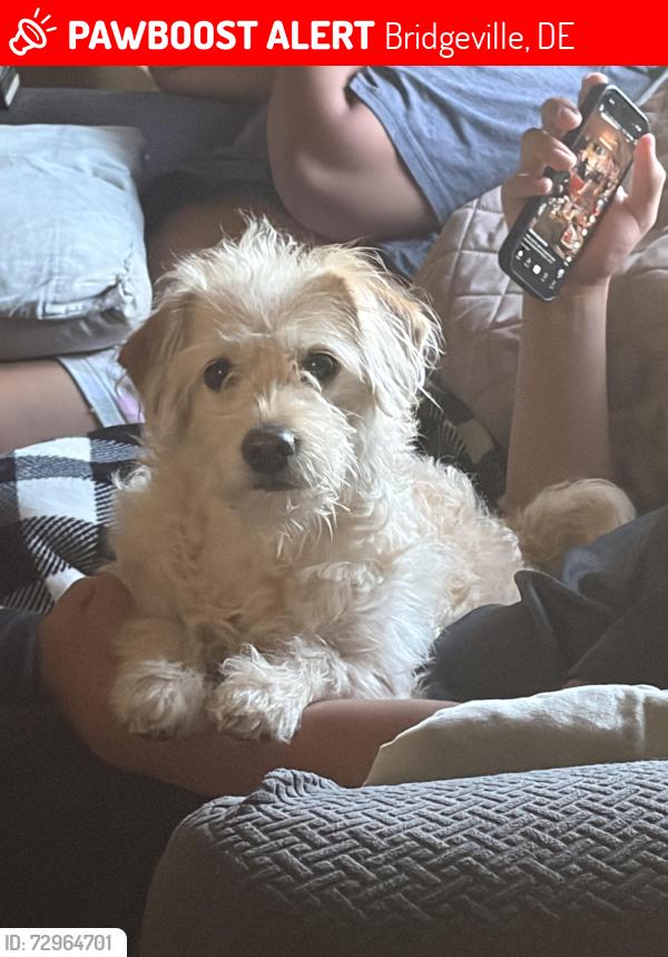 Lost Female Dog last seen Near white spruce rd bridgeville de 19933, Bridgeville, DE 19933