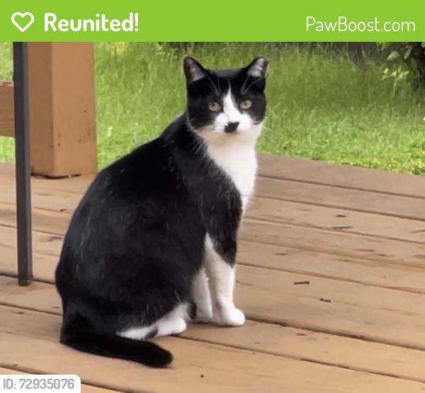 Reunited Female Cat last seen Archbury Dr/ Claverdon Ln, Avon, IN 46123