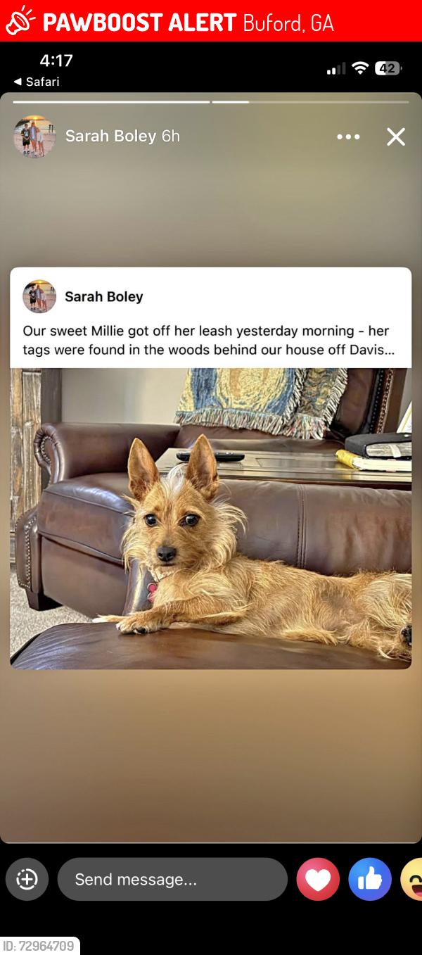 Lost Female Dog last seen Back yard , Buford, GA 30519