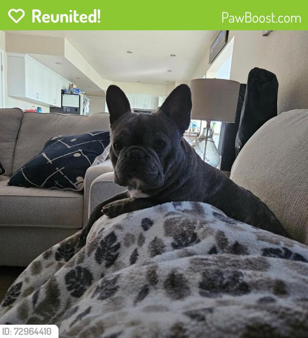 Reunited Male Dog last seen Courtland Court, Fairfield, CA 94534