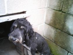 Found/Stray Female Dog last seen hwy 16  kellyville area, Kellyville, OK 74039