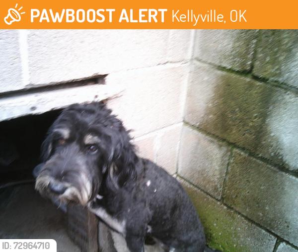 Found/Stray Female Dog last seen hwy 16  kellyville area, Kellyville, OK 74039