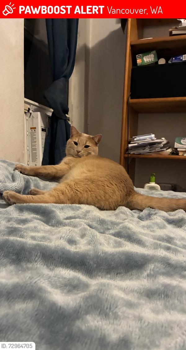Lost Male Cat last seen Cedar lane apmts , Vancouver, WA 98661