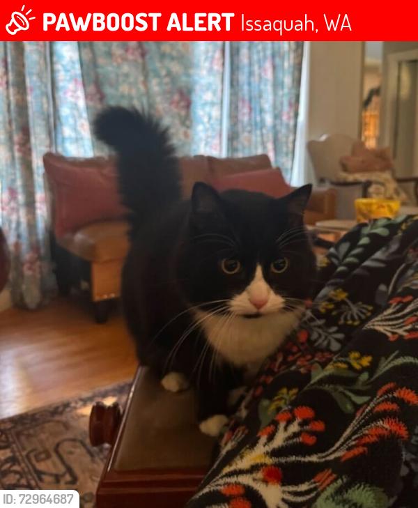 Lost Male Cat last seen SE 44th place, Issaquah, WA 98029
