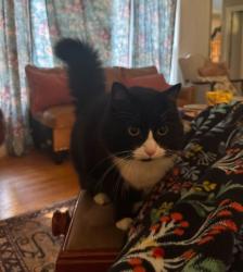 Lost Male Cat last seen SE 44th place, Issaquah, WA 98029