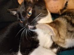 Lost Female Cat last seen Savage st, near the airport, Springdale, AR 72764