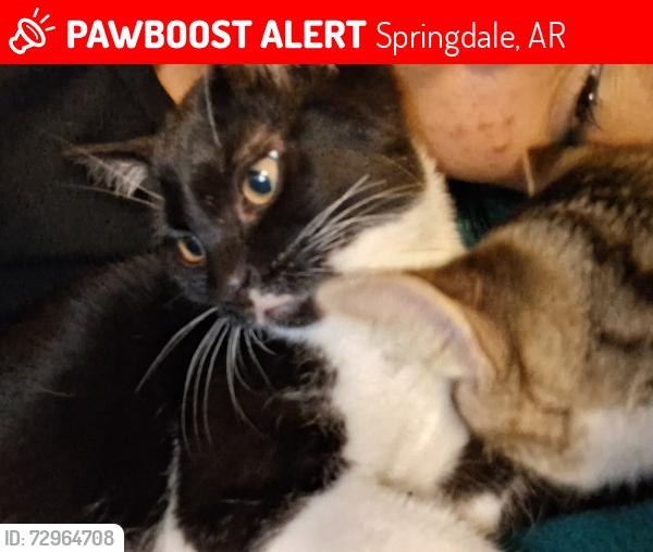 Lost Female Cat last seen Savage st, near the airport, Springdale, AR 72764