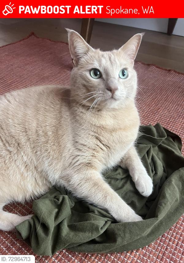 Lost Male Cat last seen Lindeke & Rowan, Spokane, WA 99205