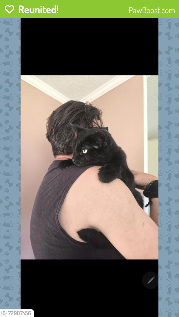 Reunited Male Cat last seen Prices BBQ , Gilbert, SC 29054