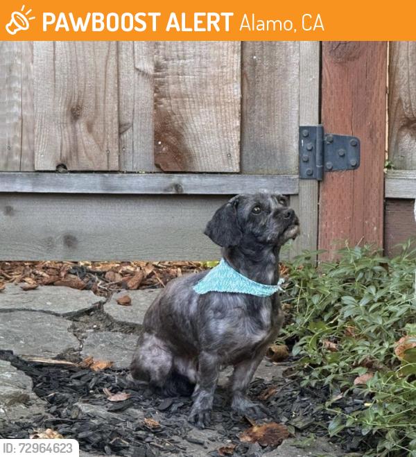 Found/Stray Male Dog last seen Livorna Road/ Stonegate subdivision, Alamo CA, Alamo, CA 94507