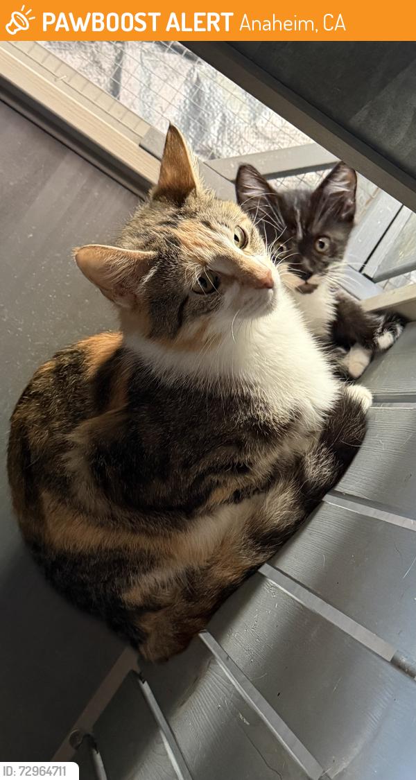 Found/Stray Unknown Cat last seen East and Santa Ana st, Anaheim, CA 92815