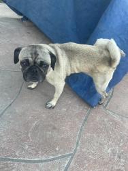 Found/Stray Male Dog last seen McFadden and Fairview, Santa Ana, CA 92704