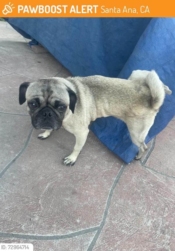 Found/Stray Male Dog last seen McFadden and Fairview, Santa Ana, CA 92704