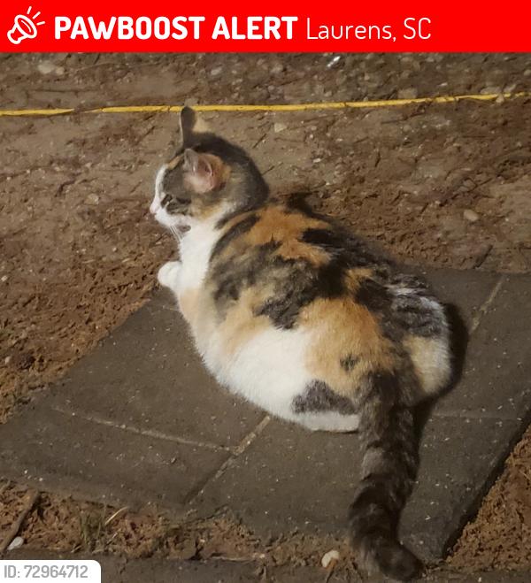 Lost Female Cat last seen Idk, Laurens, SC 29360