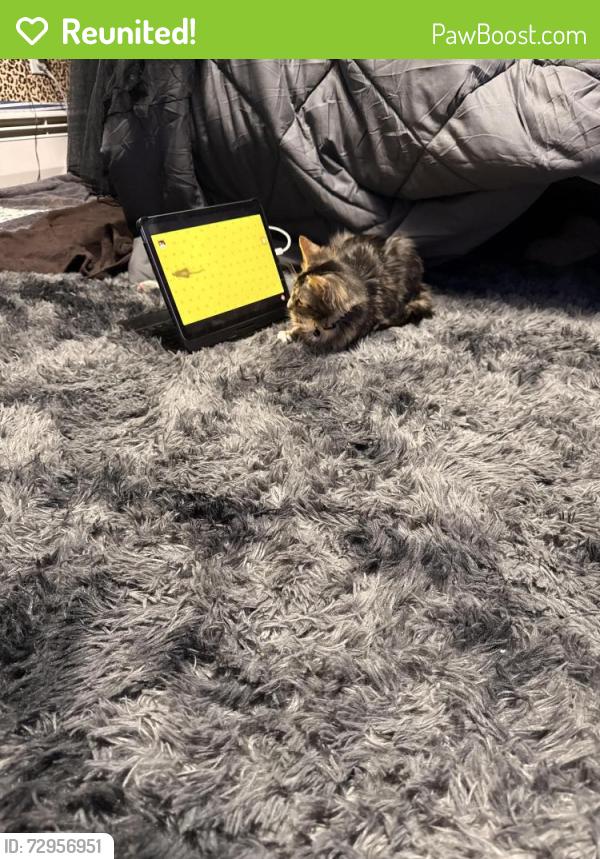 Reunited Female Cat last seen Signature healthcare hosp , Brockton, MA 02302